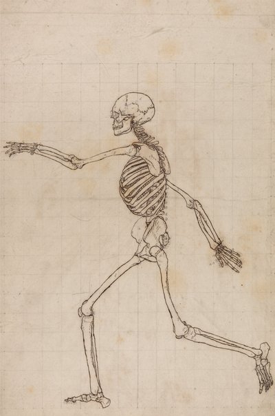 Vergleichende anatomische Darstellung der Struktur des menschlichen Körpers mit der eines Tigers und einer Kuh von George Stubbs